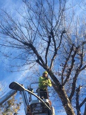 Removal of Dead Maple