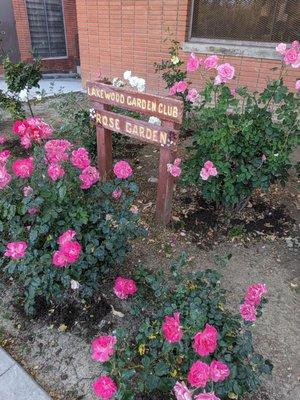 Lakewood Garden Club's Rose Garden