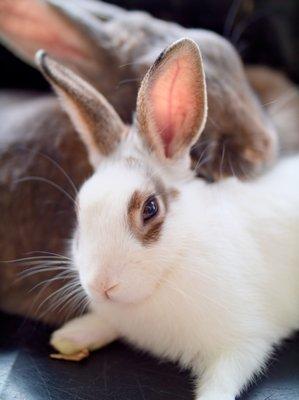 Two bunnies snuggling