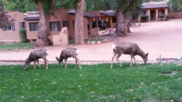 Family of deer were a regular sight.