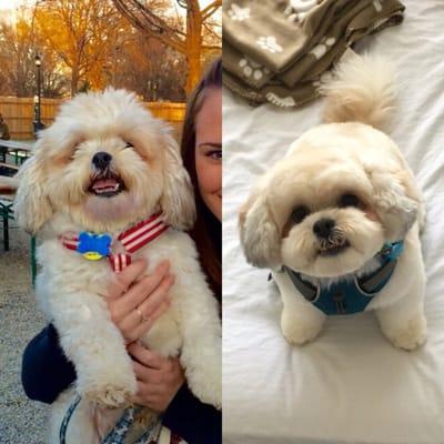 This is a before-and-after photo of my dog Colby!