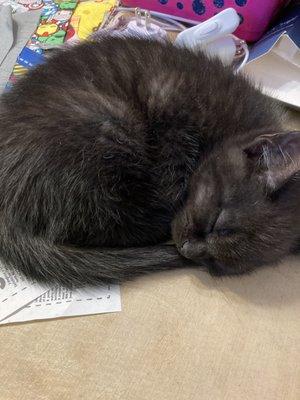 Grey tiger striped kitten that is 9 weeks old looking for its fur ever home. 317-690-8468