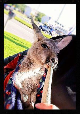 Surprises await.  This little kangaroo checking out Rehoboth's shops.