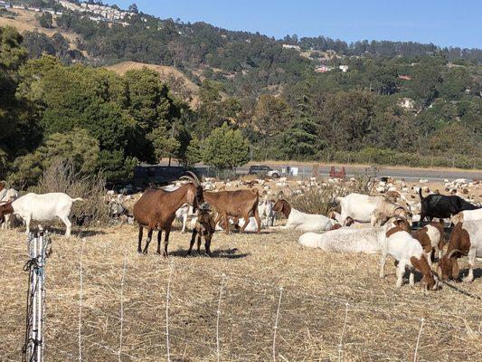 Goats hanging out digesting all the high grass they ate at King Estate Open Space Park.