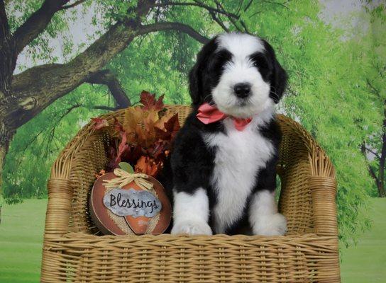 Standard Sheepadoodle