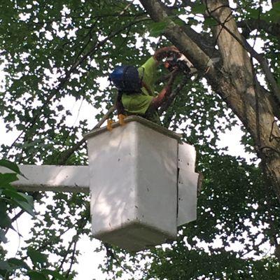 Tree Trimming in the North Canton area.