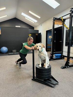 185lb sled push + Scout!