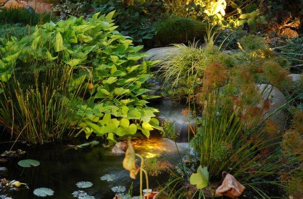 Lush garden pond