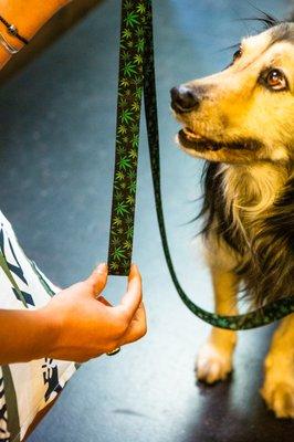 Cute, functional cannabis-themed dog leashes!