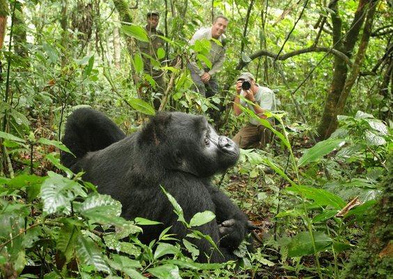 Gorilla Safari Congo Rwanda