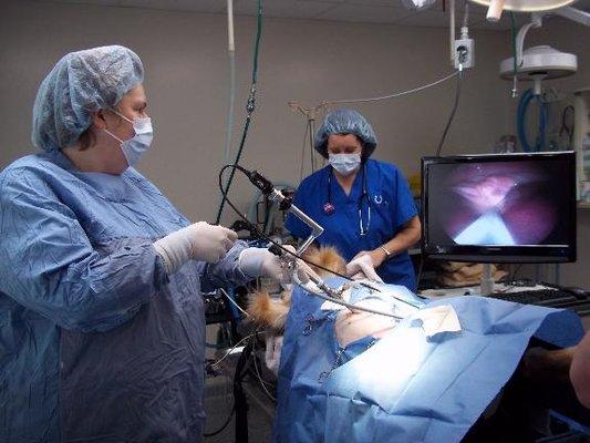 Laparoscopic Surgery