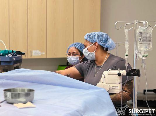 Our team monitoring anesthesia during pet surgery.