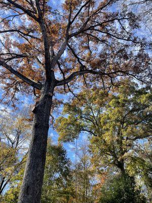 Atlanta Arbor Tree Care Specialist