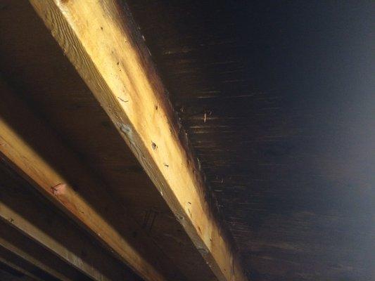 Attic mold