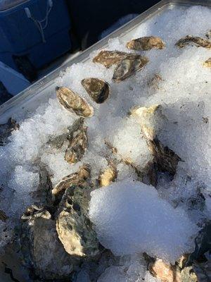 Oysters