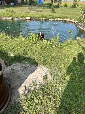 Our dog hanging out in the pond!