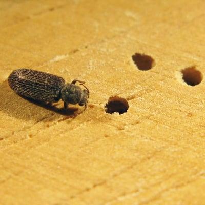 Rhode Island Powder Post Beetle Control Services.