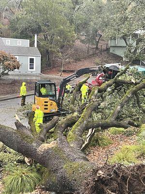 Sonoma-Marin Arborists