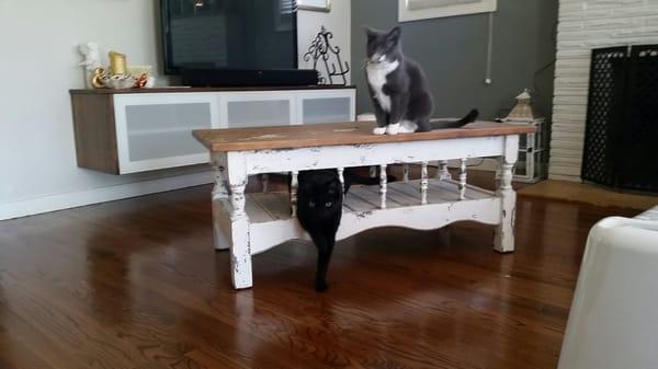 The cats like our new coffee table too.