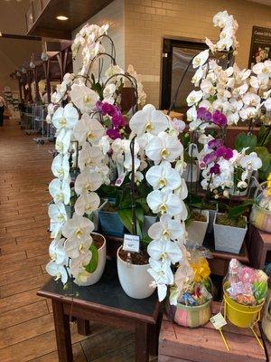 Beautiful waterfall orchids