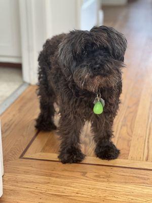 We love this scruffy look, though he got too matted.