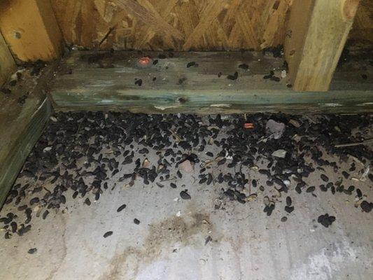 Rodents living under home for years.