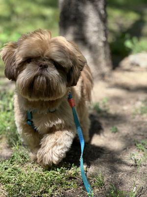 Garth on his walk in Dumbo for his mid day adventures and sniffing sessions.