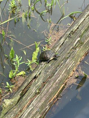 Turtle sunning