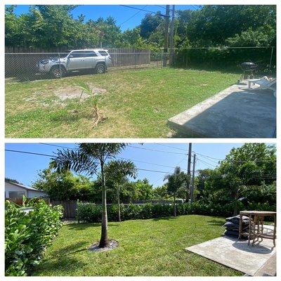 Before and after clusia hedge and 4 foxtail palms