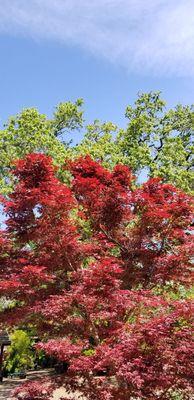 Serenity lives at Wildwood Farm Nursery! A real Sonoma Valley destination!