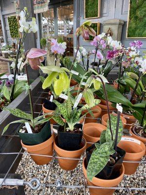 Paphiopedilum orchids