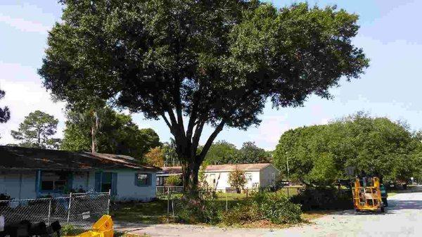 Get your trees pruned today!