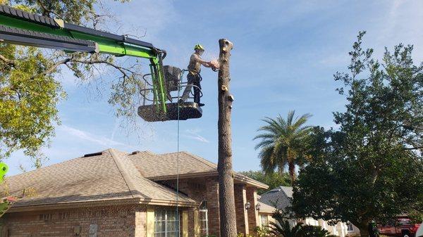 Tree removal