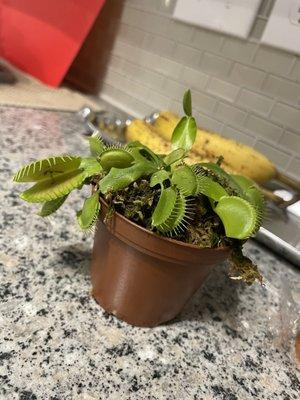 Venus Fly Trap