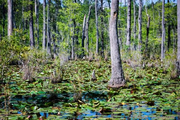 Cypress Gardens, SC