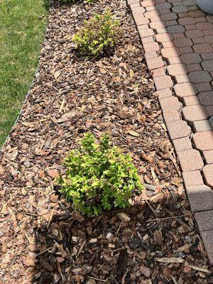 Both plants, purchased at same time. One mostly dead, the other not. EXACT same soil, water, etc.