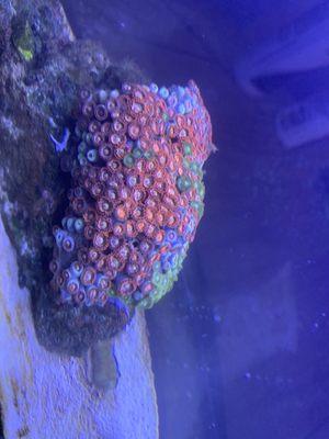 Zoa colony from Elite Reef.