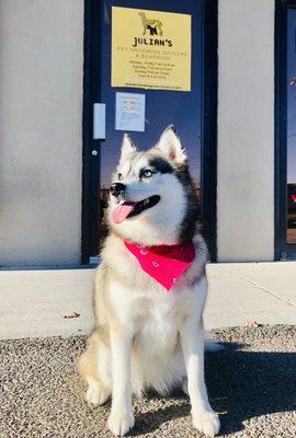 My 2.5 yo pomsky after a full service grooming session at Julian's. Exceptional :)