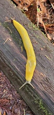 Banana Slug