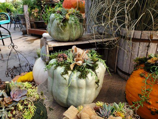 Succulent Pumpkin