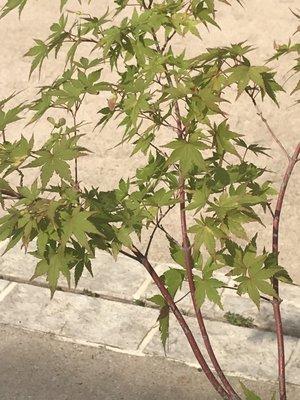 Coral bark maple tree