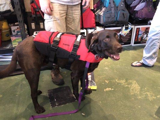 Sierra trying on her new life jacket. She was less than thrilled.