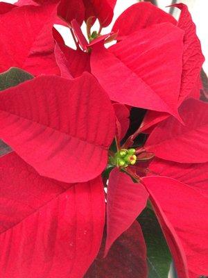 Poinsettia for $6