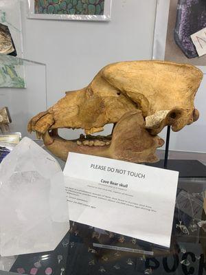 Bear skull