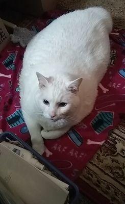 My rescue cat Whitey.