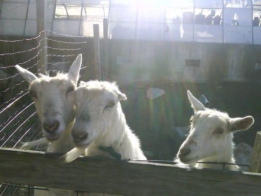 Friendly goats!