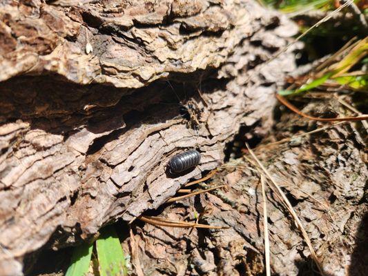 Roly polies