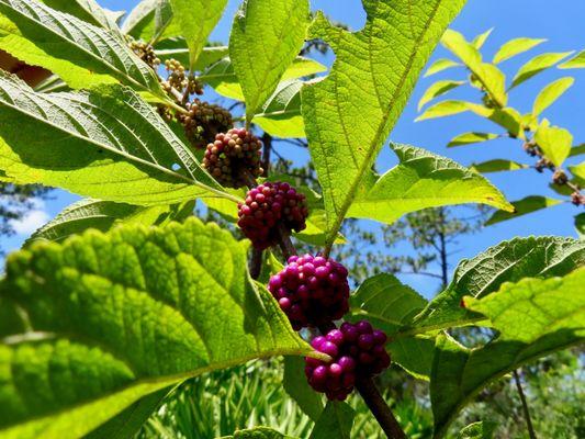 All burial sections are named after Native Plants that grow here, like this Beautyberry