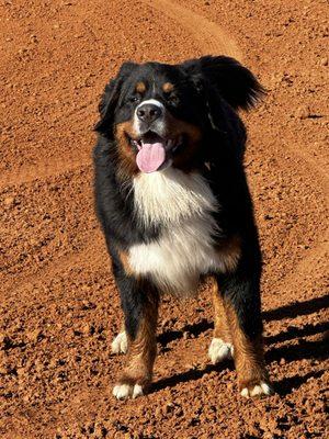 Because of the care AHCC gives Quinllin is one happy pup.  He loves his Santana