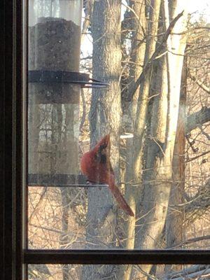 Male cardinal